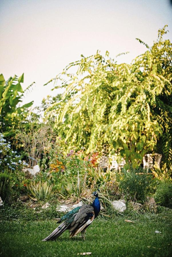 Вилла The Artist'S Farm Dhiyeliotika Экстерьер фото